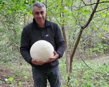 Комаровский насобирал грибы размером с футбольный мяч: "Они точно съедобны?"