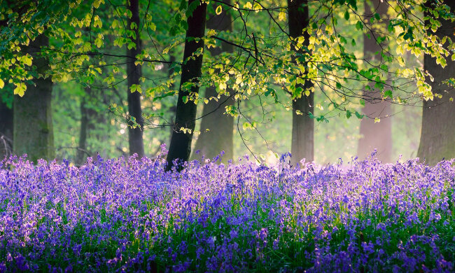 Погода на майские праздники в Украине, весна, лес, цветы