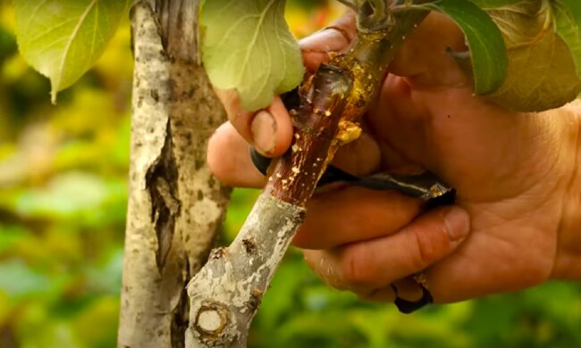 Дерево. Фото: YouTube