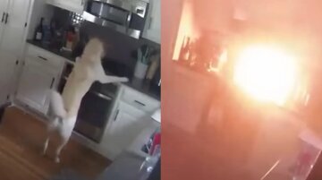Случайно включил: несчастный пес стал виновником пожара в доме