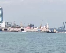 У порту Одеси дельфіни влаштували видовищне шоу: відео розлетілося по мережі