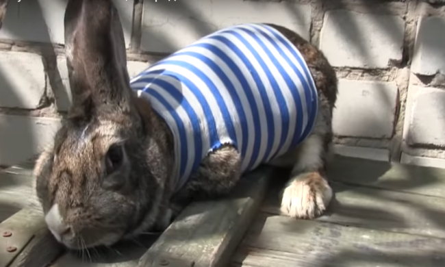 В АТО показали пасхального кролика-талисман (видео)