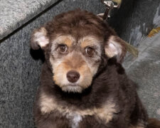 "Красота неописуемая!": уникальному щенку в Днепре ищут хозяина, фото