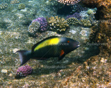 Parrot fish and reef