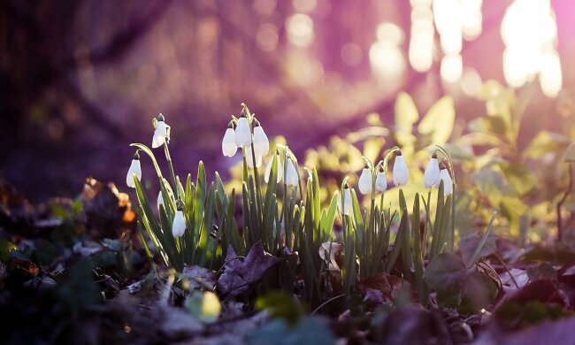 весна подснежники