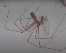 Як позбутися павуків в будинку: ефективні методи