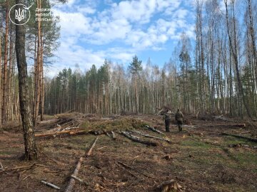 вирубка лісу