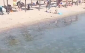 "Мамочки, що діється": море на українському курорті перетворилося на кисіль з медуз, кадри