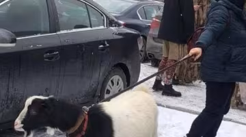 Киянка в центрі міста вигулювала на повідку козу, фото: "не боялася людей і..."