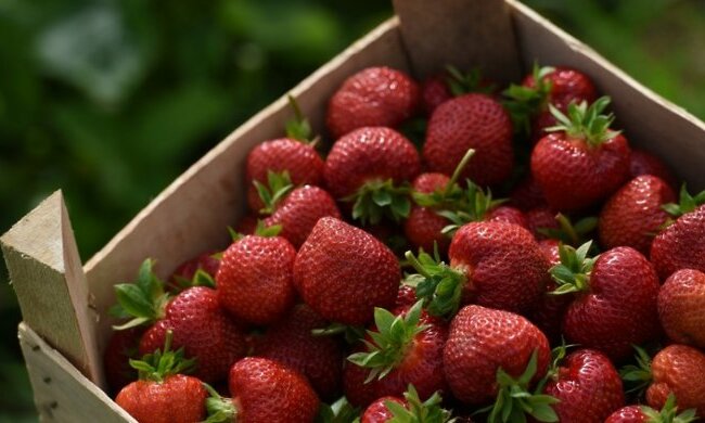 полуниця- клубника