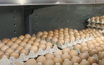 Подорожание яиц в Харьковской области