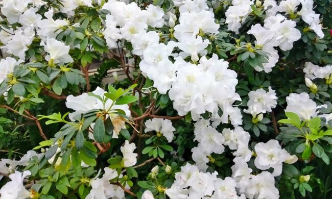 Аномально тепла зима створила диво в ботсаду Києва: кадри неймовірної краси