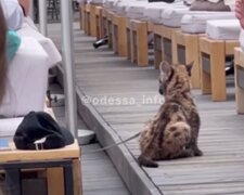 Леопард в занедбаному стані помічений на пляжі в Одесі, поруч відпочиваючі: відео