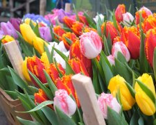 Подорожчання квітів в Одесі, 8 березня