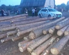 Массовую вырубку леса устроили на Харьковщине: остались одни пеньки, фото