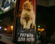 Украина — вторая в мире по количеству котов на человека (инфографика)