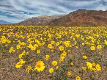 Смертельная красота: самая горячая пустыня на планете покрылась ковром цветов (фото)