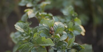 Суперсредство от колорадского жука: помидоры и картофель будут спасены