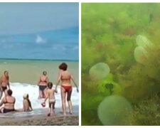 Нова напасть обрушилася на пляжі Одеси, відео: "кокони нагадують ртуть"