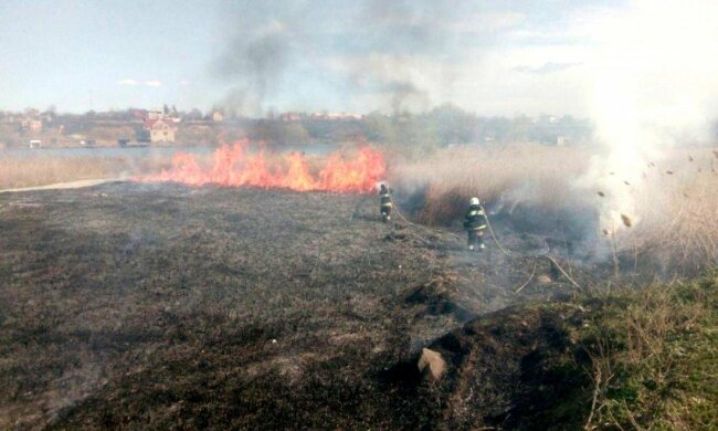 пожар, трава