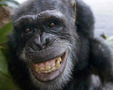 шимпанзе обезьяна