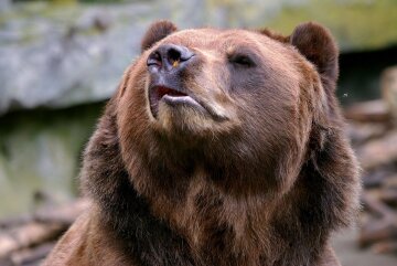 Медведь напал на мужчину посреди румынского города