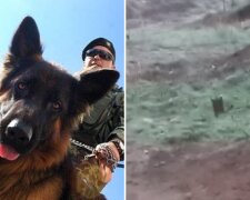 На Донбасі собака врятував життя українським військовим: що сталося