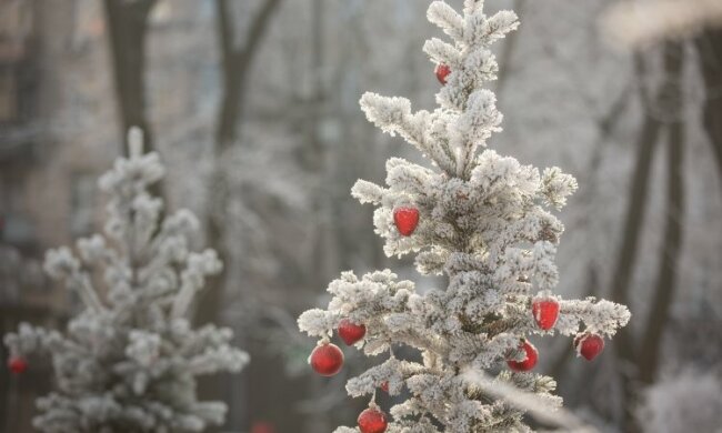 зима снег елка лес