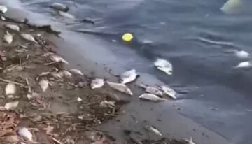 Рыба плавает брюхом кверху: в сети появилось видео экологической катастрофы в Харькове