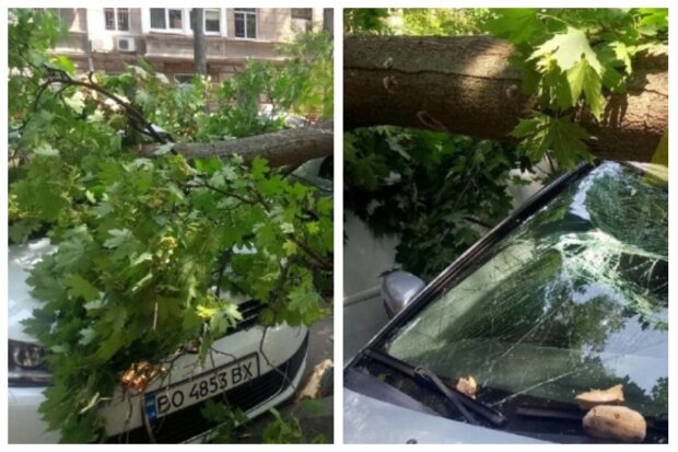 НП в центрі Одеси: дерево, що звалилося, розчавило авто туристів,
