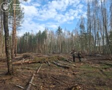 вирубка лісу