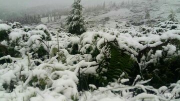 снег, Закарпатье