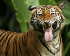 малайский тигр
