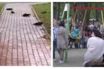 Сотни птиц загадочно погибли в один день, орнитологи в недоумении: кадры странного ЧП