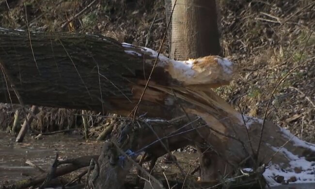 "Знищують все": нашестя небезпечних істот почалося на Київщині, кадри руйнувань