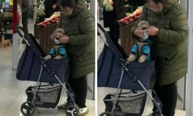Карантин действует для всех: украинка нацепила маску на собаку, видео