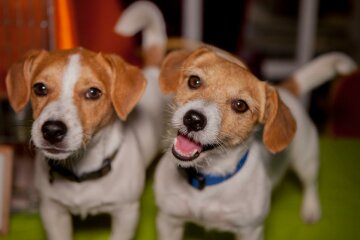 какой день 23 февраля