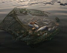 Держекоінспекція: На Полтавщині браконьєри наловили риби на 35 млн гривень
