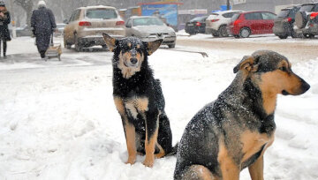 Охотники за собаками активизировались в Днепре: "отстреливают на глазах"