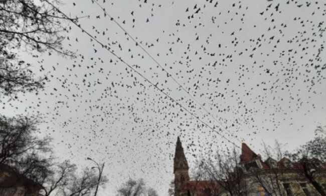 "Обережно, в центрі бомбардування": тисячі птахів заполонили Одесу, неймовірні кадри