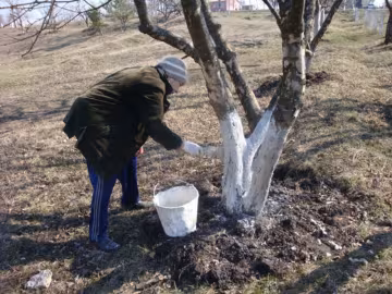побелка деревьев
