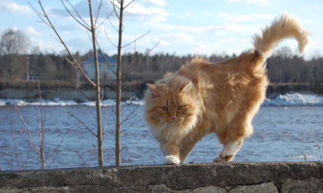 погода