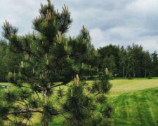 Общественные активисты создали зеленую зону с гольф-центром на месте свалки в Конча-Заспе под Киевом