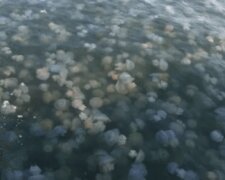 В Затоке решили бороться с медузами голыми руками: "Надо же как-то отдых спасать"