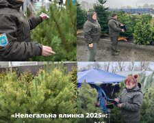 "Нелегальна ялинка 2025": Держекоінспекція розповіла про порушення