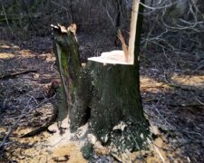 Лес принялись уничтожать на Одесчине: варварский поступок попал на камеру