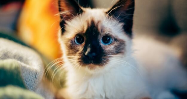 Вчені відповіли на питання, чи можна спати з тваринами