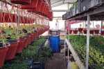Вирощування розсади у теплиці