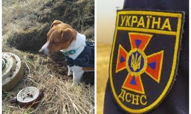 "Він - душа і талісман": у ДСНС показали пса Патрона, який служить в команді піротехніків