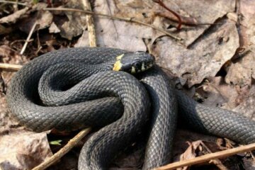 Жители встревожены активизацией змей в Харькове, фото: "Возле Центрального рынка..."